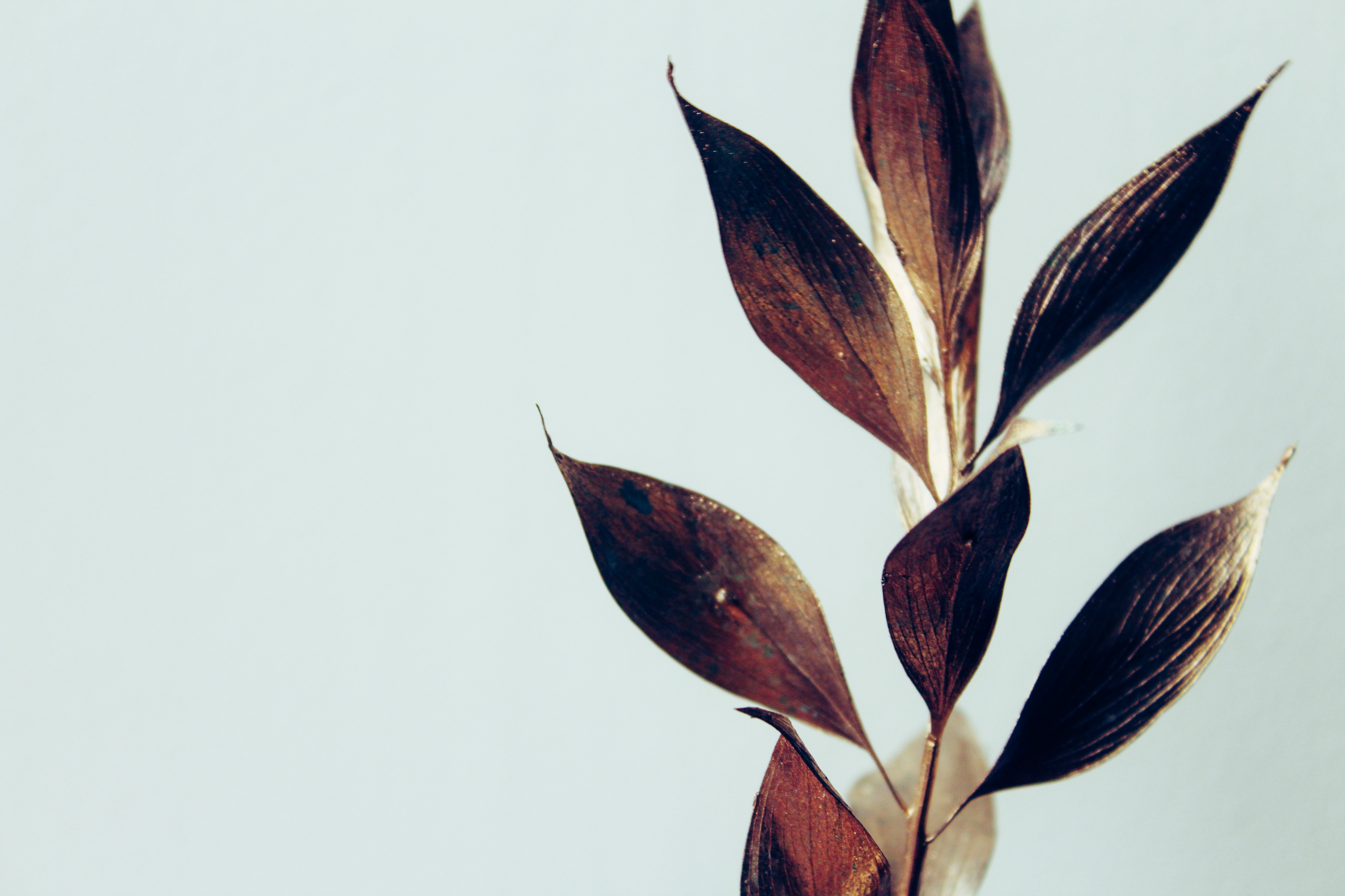 Background Image: Leaves